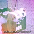 冥想雨声 - 捕获的雨