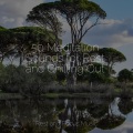 Relaxing Spa Music、Music to Relax in Free Time、White Noise Sleep Sounds - Nature's Caress