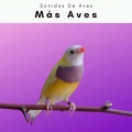 Sonidos De Aves - With a Soothing Sounds of Stream Run