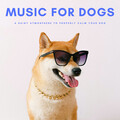 Music For Dogs: A Rainy Atmosphere To Properly Calm Your Dog