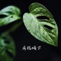 邵兵 - 享受孤独