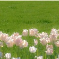 wang - 春亭晚