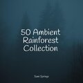 50 Ambient Rainforest Collection