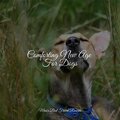 Comforting New Age For Dogs
