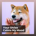 Your Shiba Calms My Mood