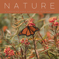 Nature: A Soothing Song About The Old Forest