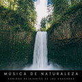 Música De Naturaleza: Sonidos Relajantes De Las Cascadas