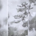 小型猪猫 - 归雪