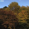 pololekid、Lifted LoFi - Orange Leaves