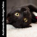 Acalmando Seu Amigo Felino
