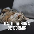 Gato da Hora de Dormir