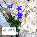 林一夏 - 岩石里的花