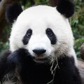 Prana - PANDA