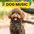 Sleepy Dogs、Cat Music、Dog Music - Soul Discovery
