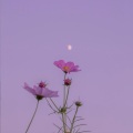 Kapa Boy、Sarah Meow - Feel So Alone