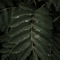 Tranquil Music Sound of Nature、Relax Meditation Sleep、Bath Spa Relaxing Music Zone - Windy