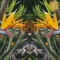 FloatSpace - Strelitzia