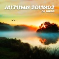 Universe of Nature Orchestra - ASMR Bird: Owls