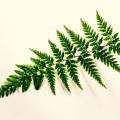 Sleep Music、Meditation Zen、Relax Meditation Sleep - Waters of Calm