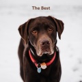 Calming for Dogs、Sleepy Dogs、Dog Music Club - For All There Could Be