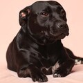 Calming for Dogs、Sleepy Dogs、Dog Music Club - Ocean Motion