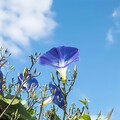 MORNING GLORY - ハイな天ぷら