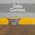 Gato Curioso