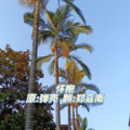 ROMAN - 怀抱