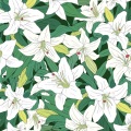 藤花あき、知声 - カサブランカ