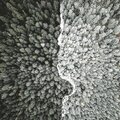 Clovers - Before After