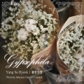 Gypsophila (안개꽃)