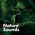 Sounds Of Nature - Healing Thunderstorm With Light Rain