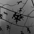 Clovers - Crow