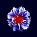 Clovers - Delicate