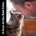 O Amor do Seu Bebê Felino