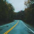 Clovers - Rainfall