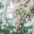助眠解压纯音乐 - 樱花树下的约定