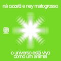 O Universo Está Vivo Como um Animal