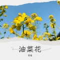 曾强 - 油菜花