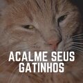 Acalme Seus Gatinhos