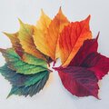 Clovers - Autumn