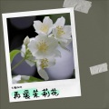 无糖咖啡 - 再爱茉莉花