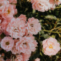 我曾用心爱着你 各版本 | 助眠轻音