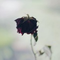Lofi Night Drives - Only love can hurt like this