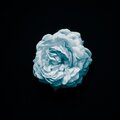 Clovers - Elden Ring