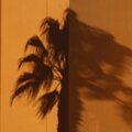 Clovers - Miami
