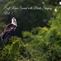 Soft Rain Sound with Birds Singing Vol. 1