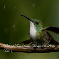 Nature on Record、Spa Music For Dogs、Child Therapy Noise Collection - Chirps in the Rain