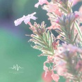 纯音乐盒 - 风吹麦浪 (静心曲)
