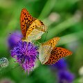 Gracious Dance of Butterflies (Original Motion Picture Soundtrack)